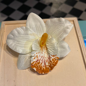 Orchide Ø10cm - hvid blomst