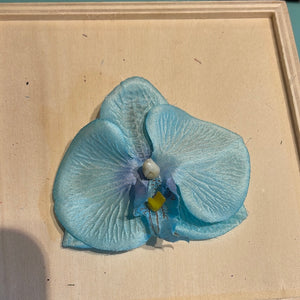 orchide Ø8 cm - lyseblå
