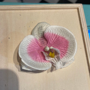 Flad orchide Ø8 cm - hvid og lyserød