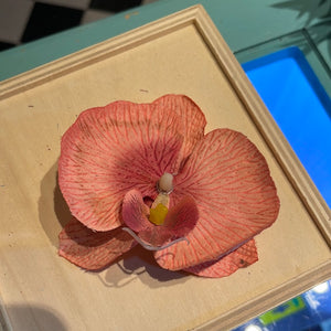orchide Ø10 cm - lyserød